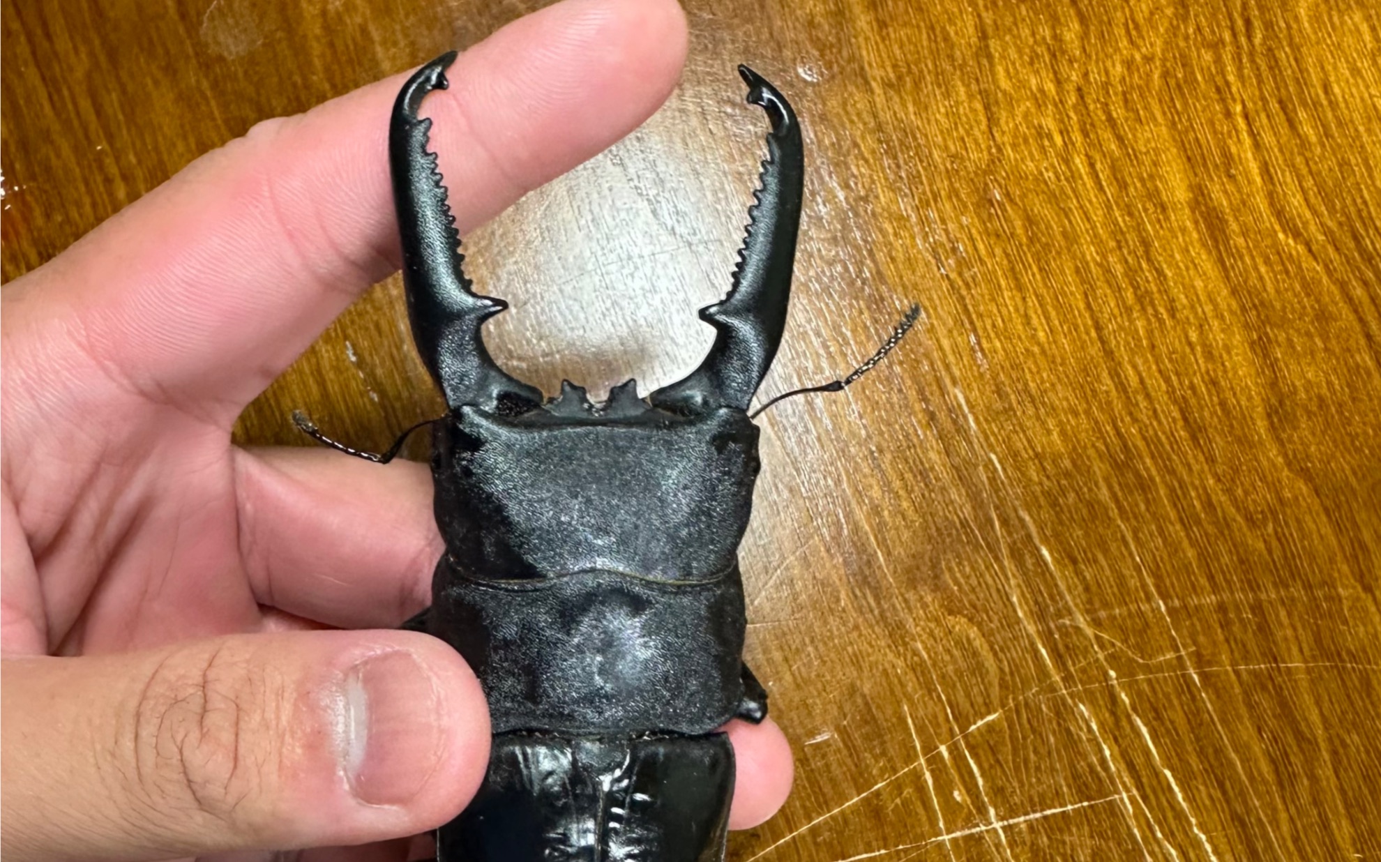 新·109巴拉望巨扁