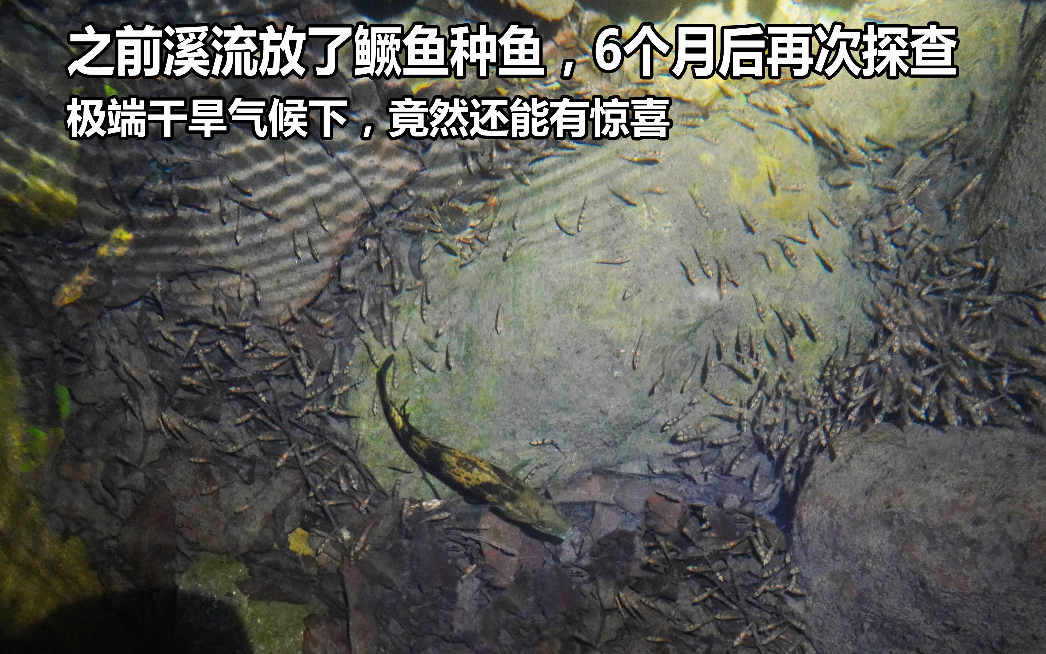 6个月前溪流放了鳜鱼繁殖种群,极端干旱下今天再来探查,没想到真有惊喜收获哔哩哔哩bilibili