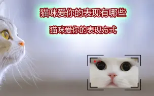 Download Video: 猫咪爱你的表现有哪些？