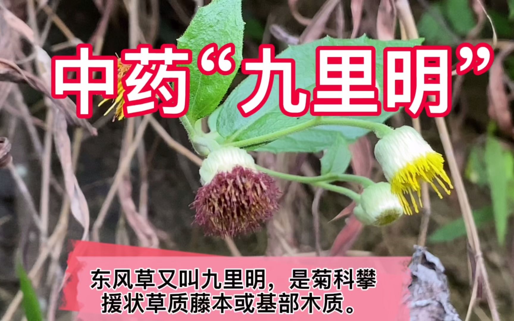 农村常见植物东风草,价值可都不小,看到了挖些回去备用