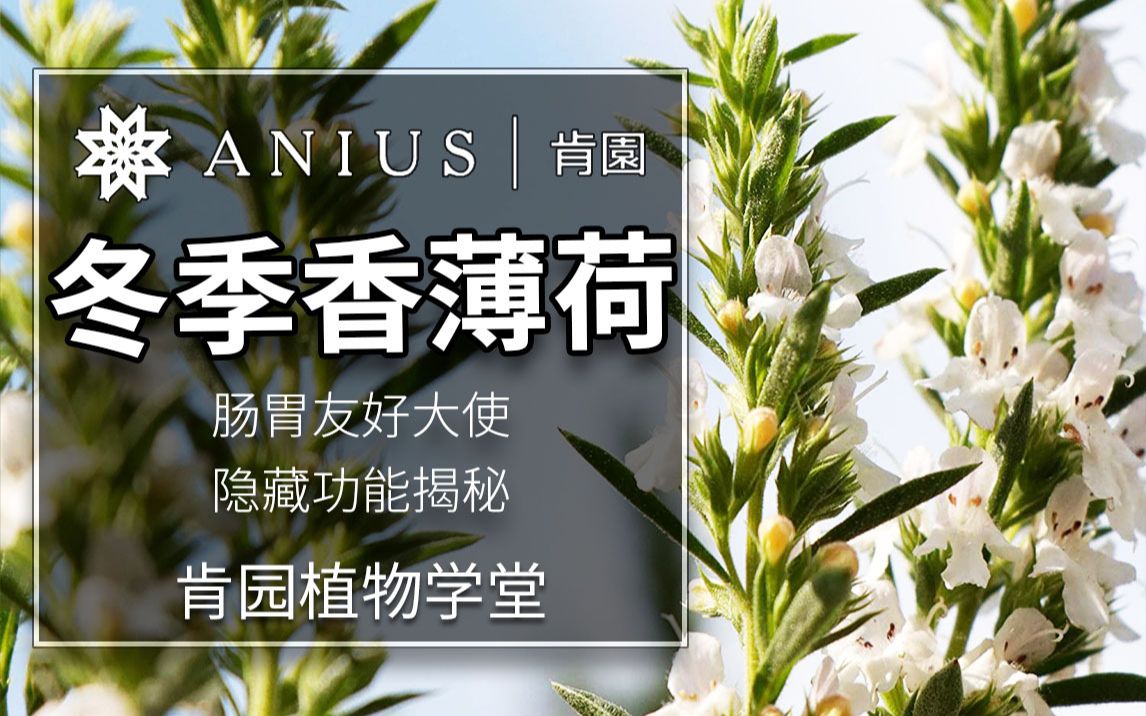 活动作品肯园植物学堂温润的法式催情冬季香薄荷