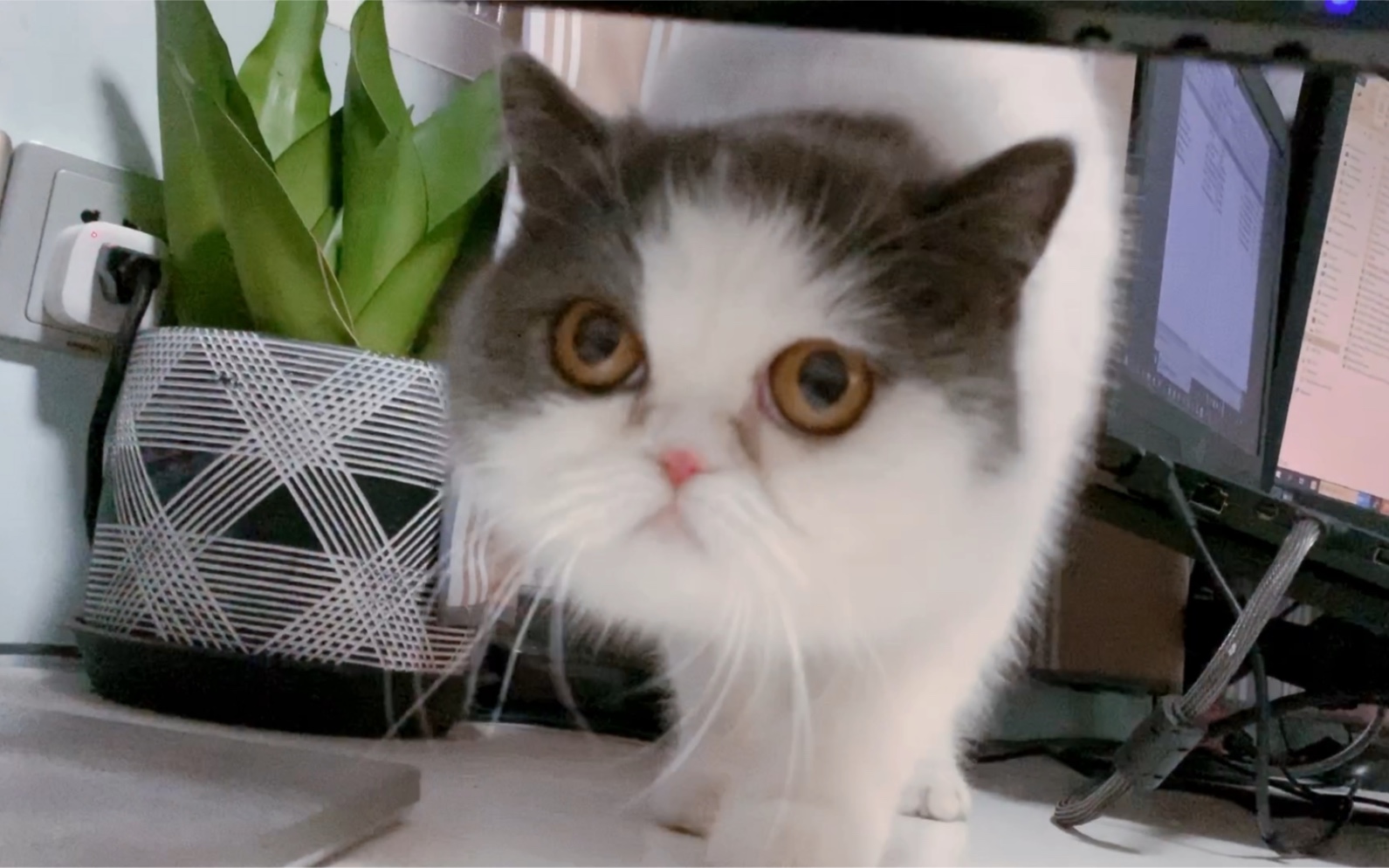 爱生气猫猫温柔一面