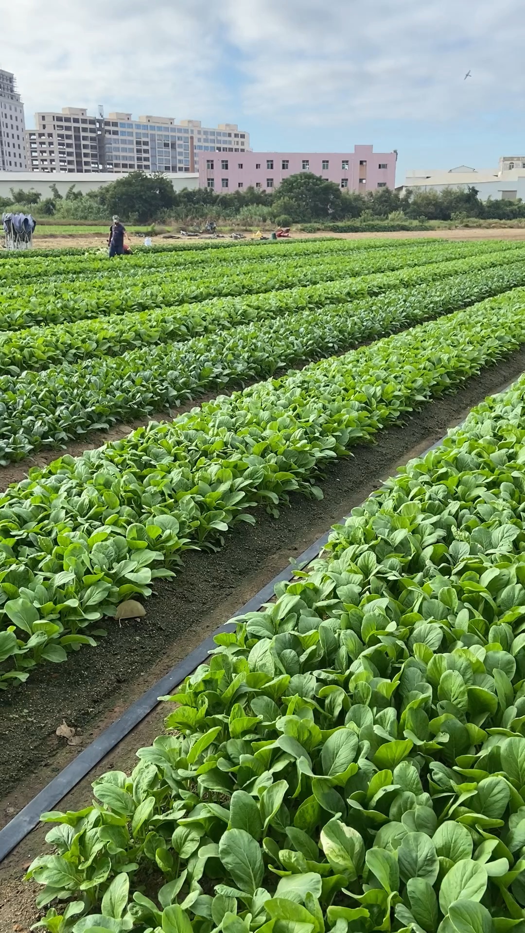 现在很少有人知道青菜是长地上而不是长在树上的.#吃菜吗