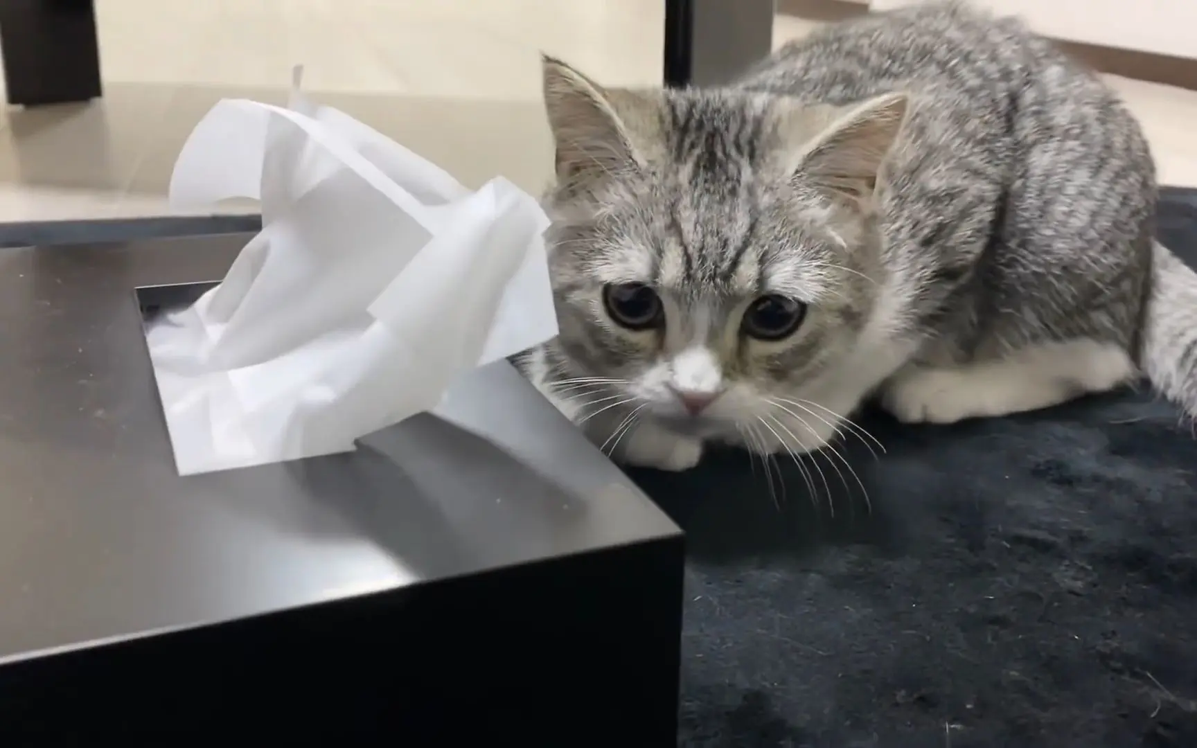 小猫在地毯上呕吐并垂头丧气地反省了 哔哩哔哩 Bilibili