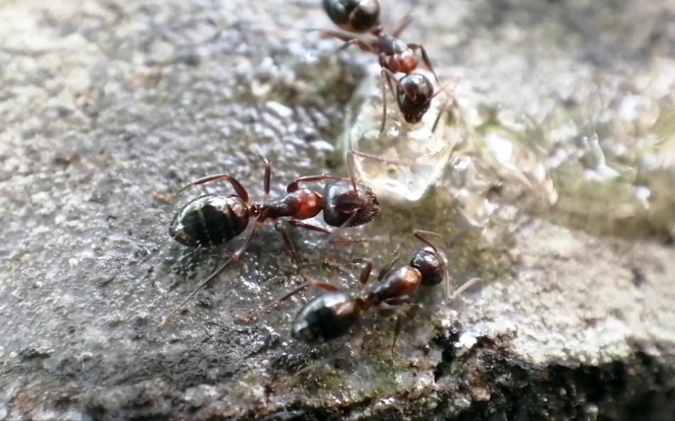 瑕疵弓背蚁camponotusvitiosus