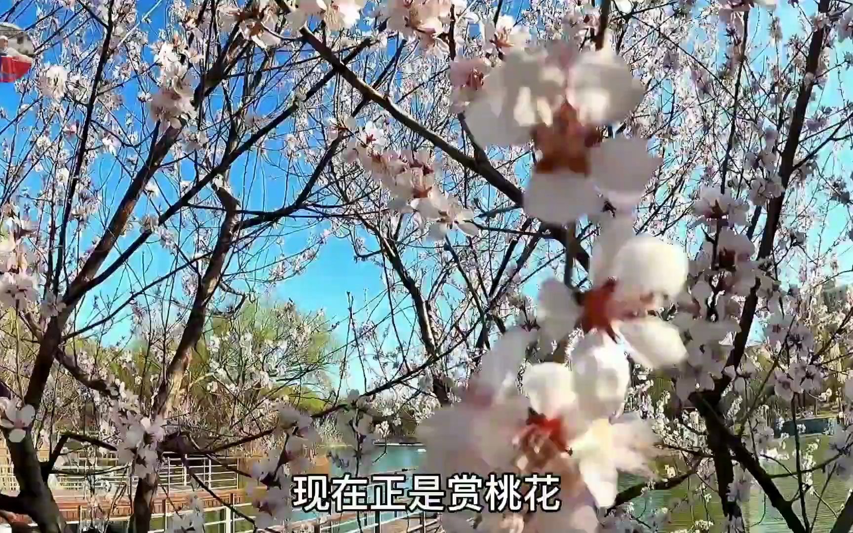 北京免费公园,桃花玉兰迎春花争相开放,湖景喷泉鲜花拍照好地方哔哩哔哩bilibili