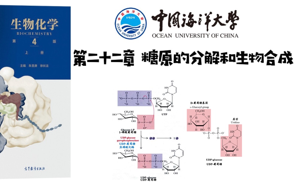 第二十二章 糖原的分解和生物合成【中国海洋大学考研】哔哩哔哩bilibili