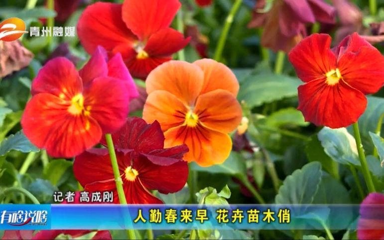 [图]青州：人勤春来早 花卉苗木俏