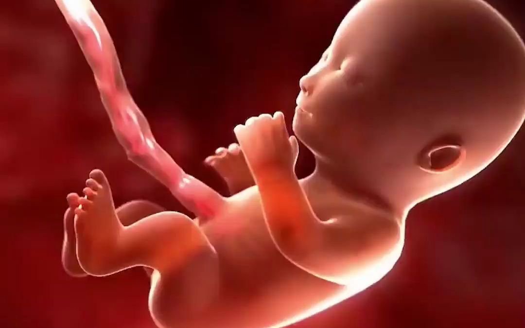 【胎儿发育全过程】怀孕时宝宝在妈妈肚子里的神奇生长过程!