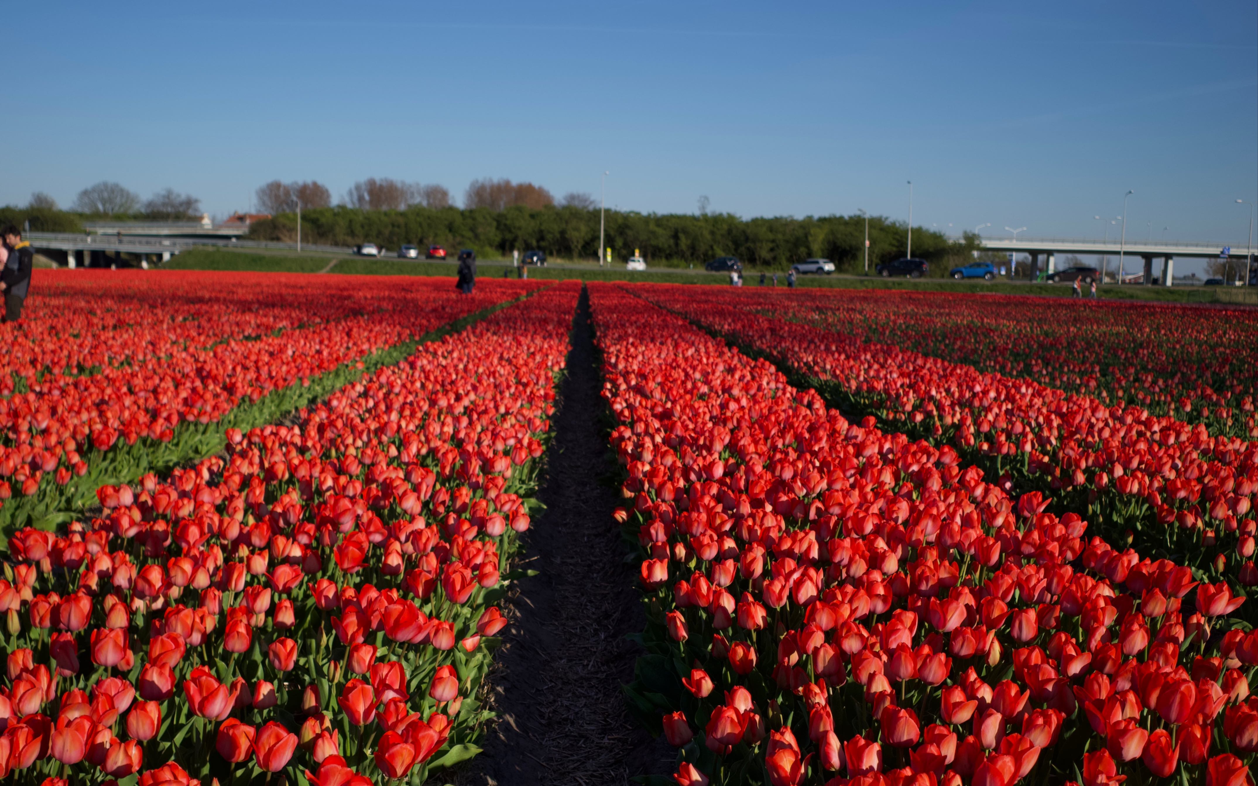荷兰vlog |( 郁金香花海)谁能抵挡得住郁金香呢?期待二刷