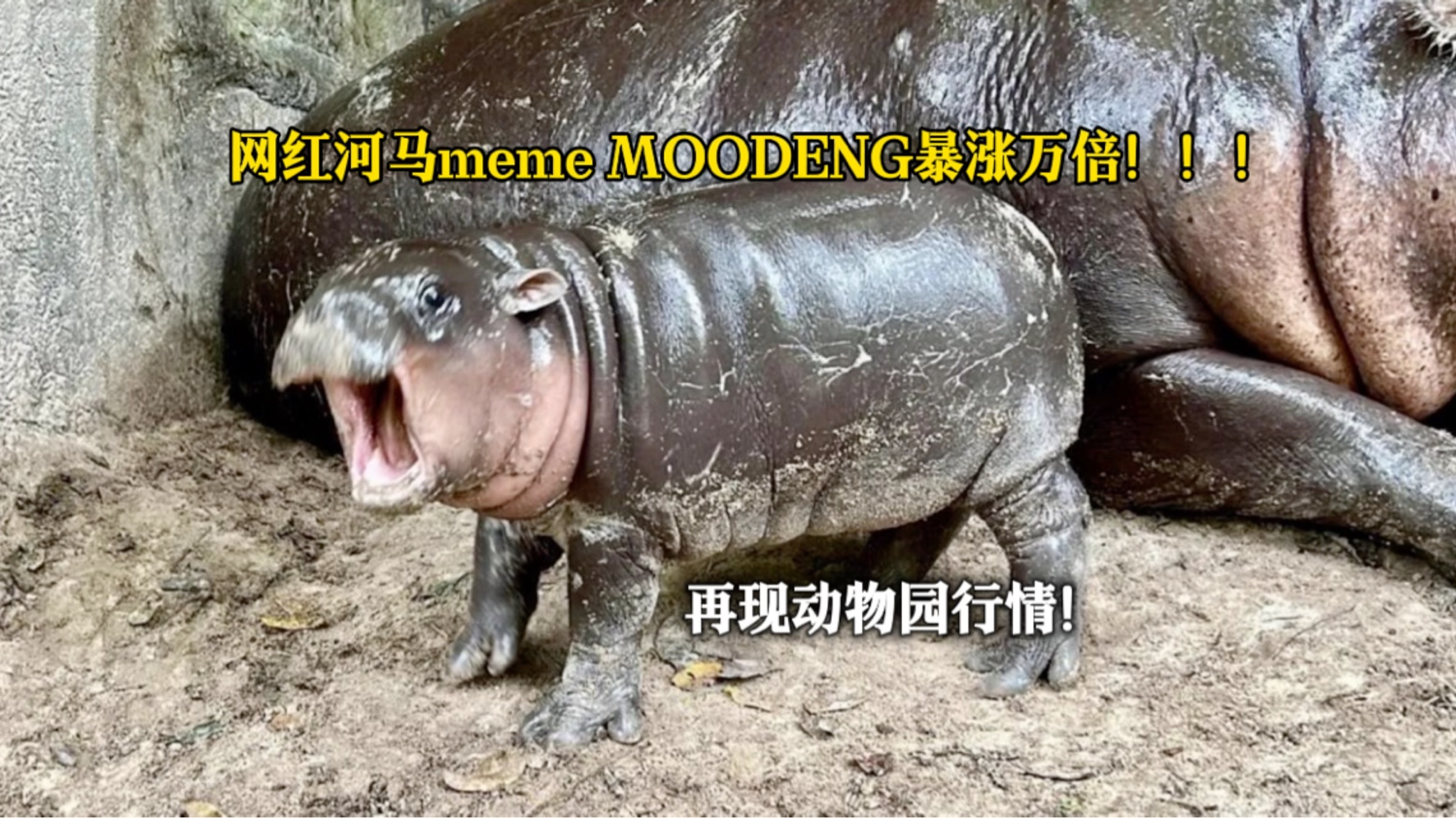 网红河马meme MOODENG哔哩哔哩bilibili