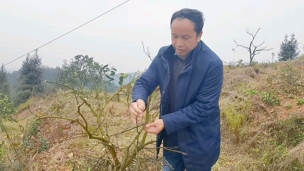 种果树常常发生药害,原因很简单!农资商推荐多用药,果农喜欢混合多种农药.导致成本越来越高,病虫抗性越来越强!如何破解?你有办法吗?哔哩哔...