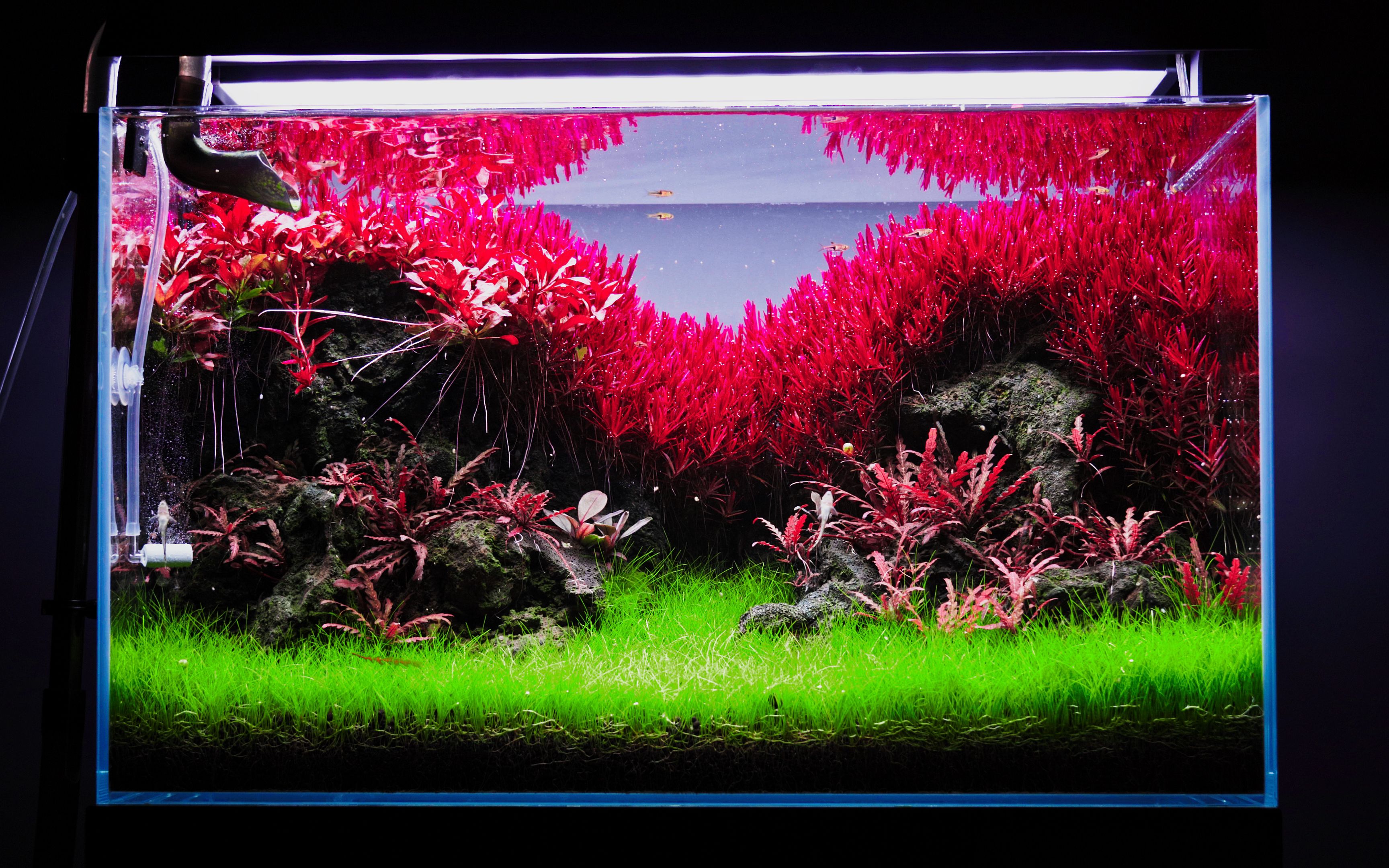 极致发色的红宫延草缸17天延时拍摄片尾附详细参数