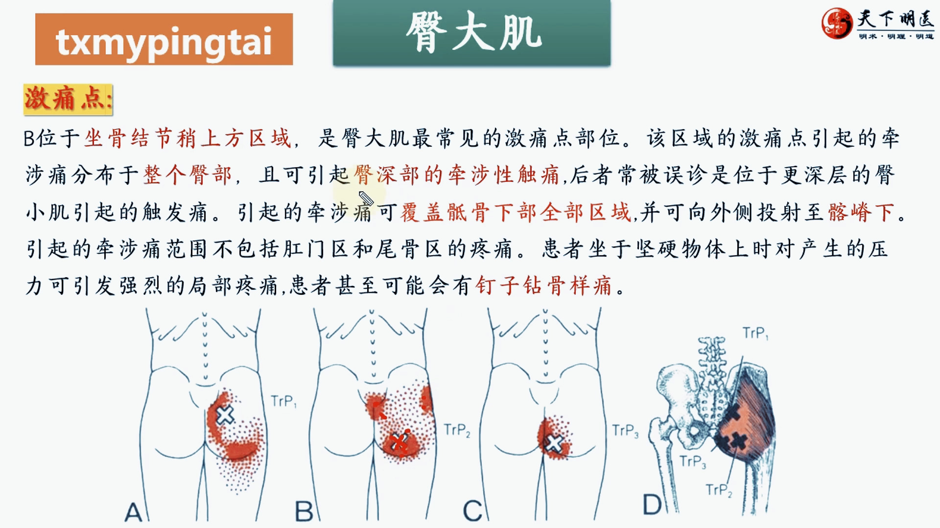 臀大肌位于图片