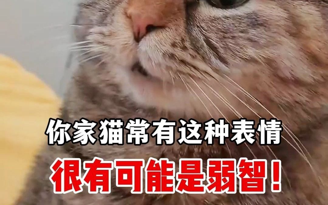 猫咪做出这种表情,很有可能是弱智哔哩哔哩bilibili