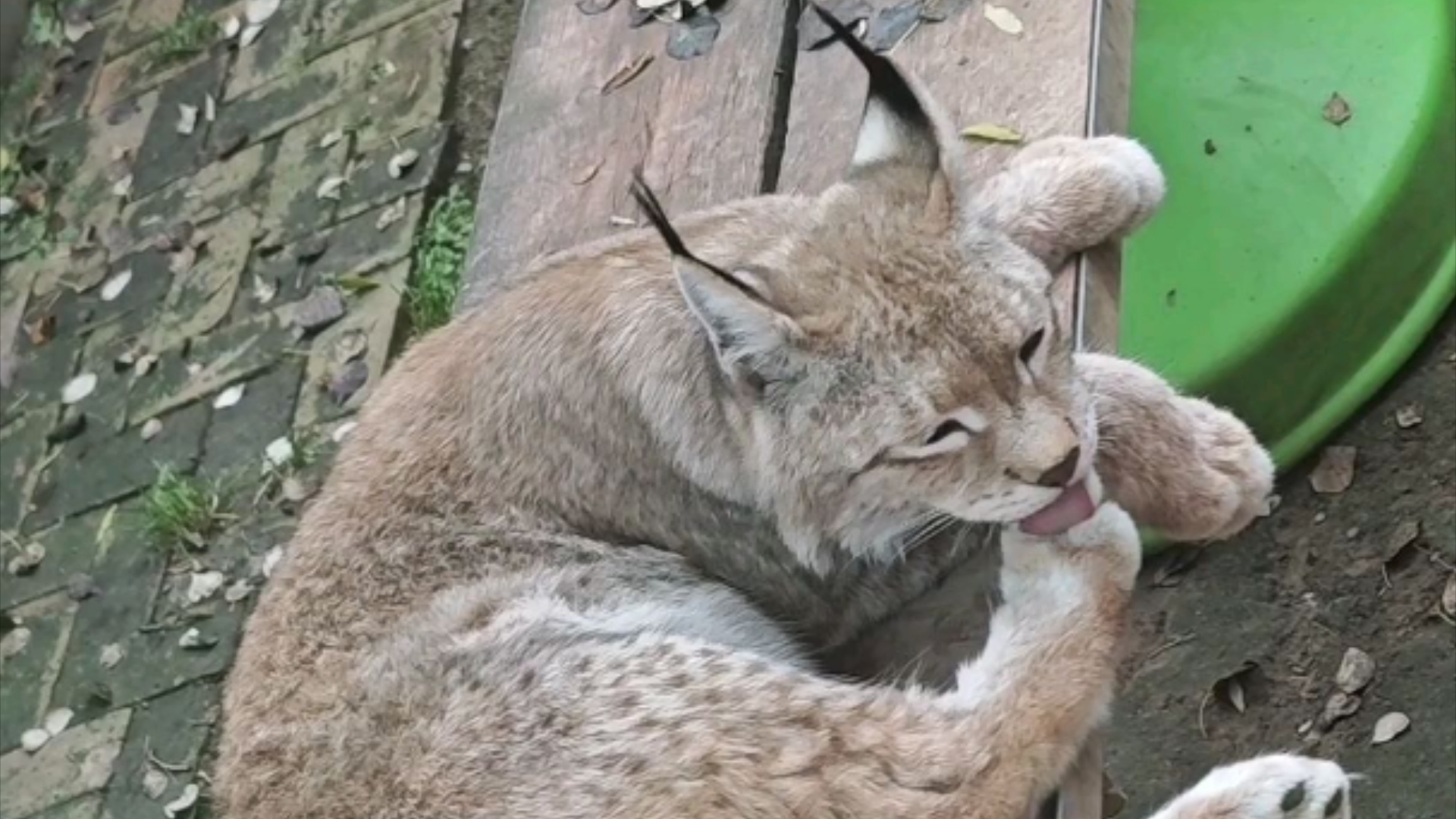 猞猁生宝宝图片