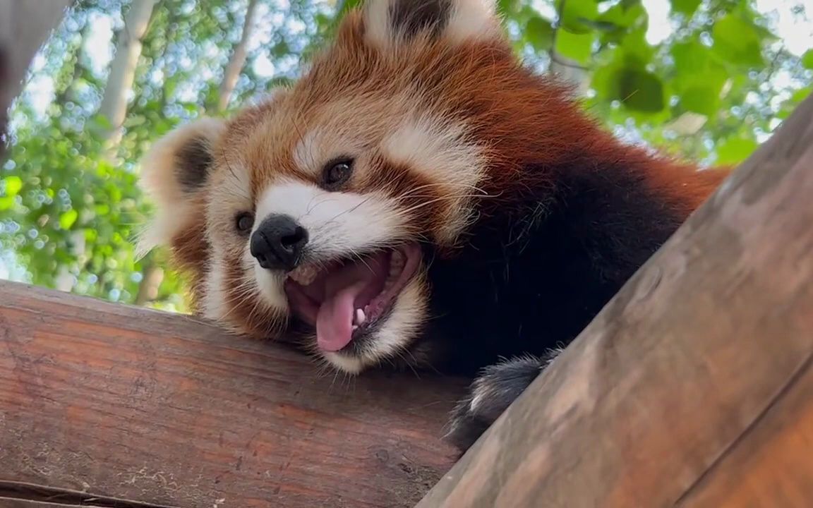 小熊猫疯狂打喷嚏!