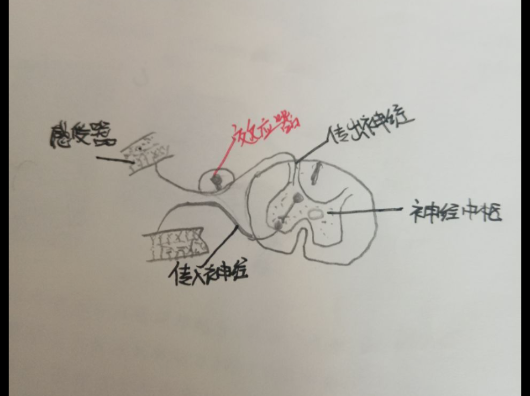 孩子们的生物图——反射弧结构模式图(人教版初中生物七年级下册)哔哩哔哩bilibili