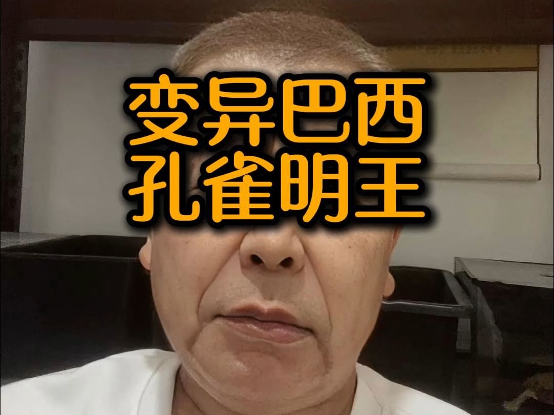 变异巴西龟孔雀明王