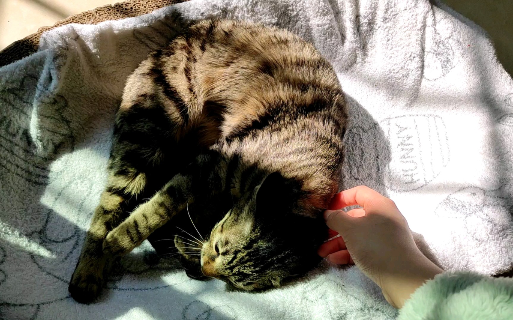 边打滚边蹭蹭的小猫咪也太可爱吧999999