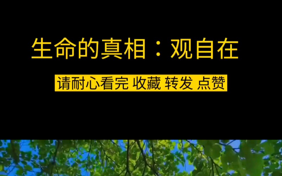 生命的真相:观自在#感悟#修行#佛教#道教#人生智慧#人生哔哩哔哩bilibili