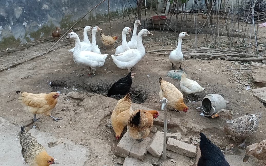 乡村生活日记:快黑天了,给鸡鸭鹅喂喂食