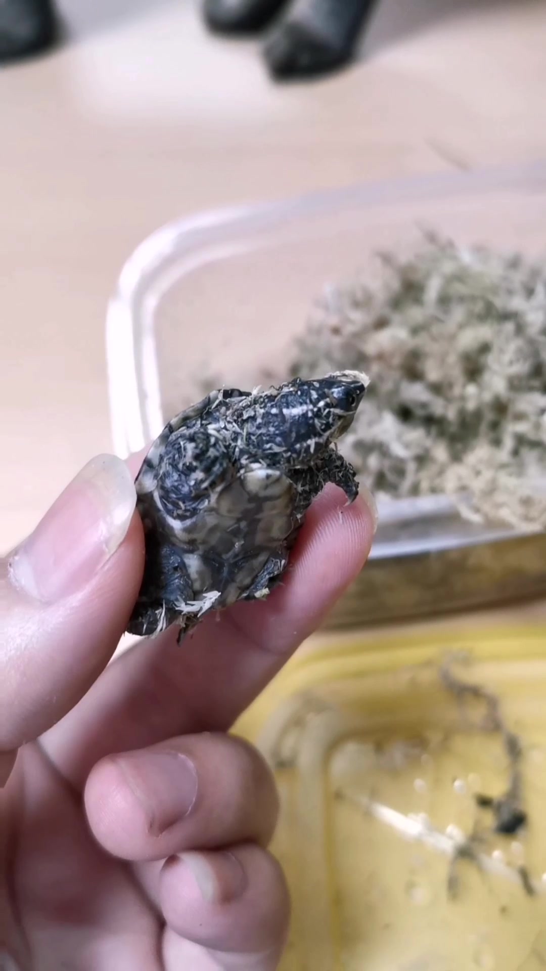 剃刀麝香开箱_哔哩哔哩 (゜-゜)つロ 干杯~-bilibili