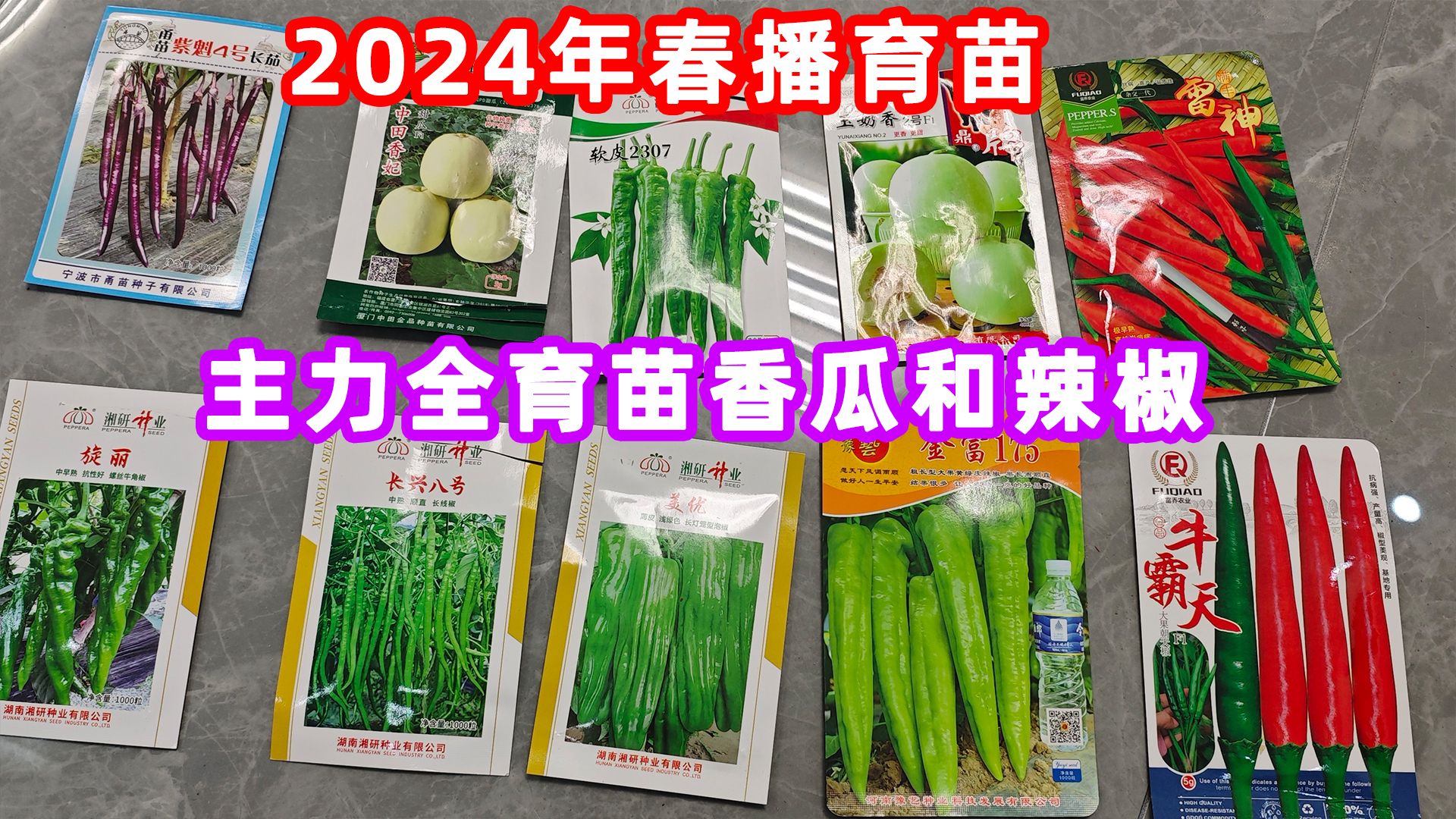 2024年春播育苗第一批香瓜茄子辣椒种子催芽哔哩哔哩bilibili