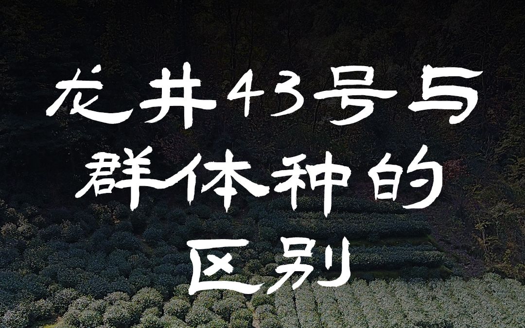 都是龙井茶,龙井43与群体种有什么区别?哔哩哔哩bilibili