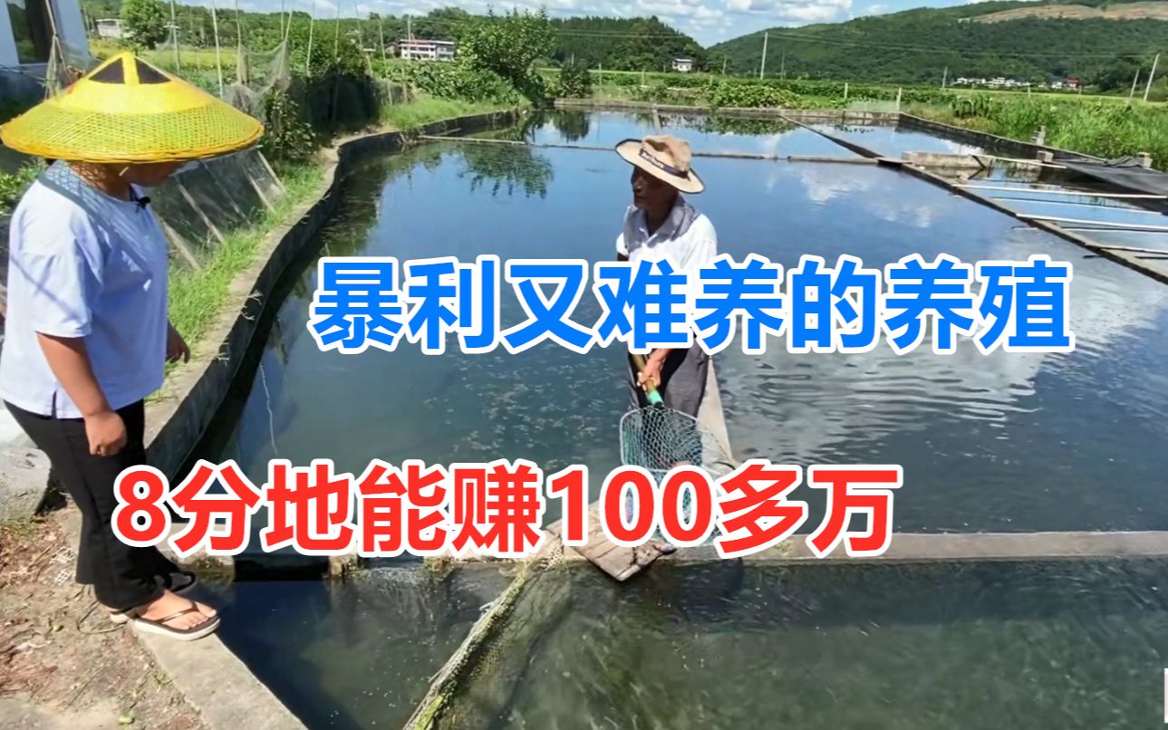 一个暴利难养的养殖,8分地赚100多万,最大长1000斤活40年!哔哩哔哩bilibili