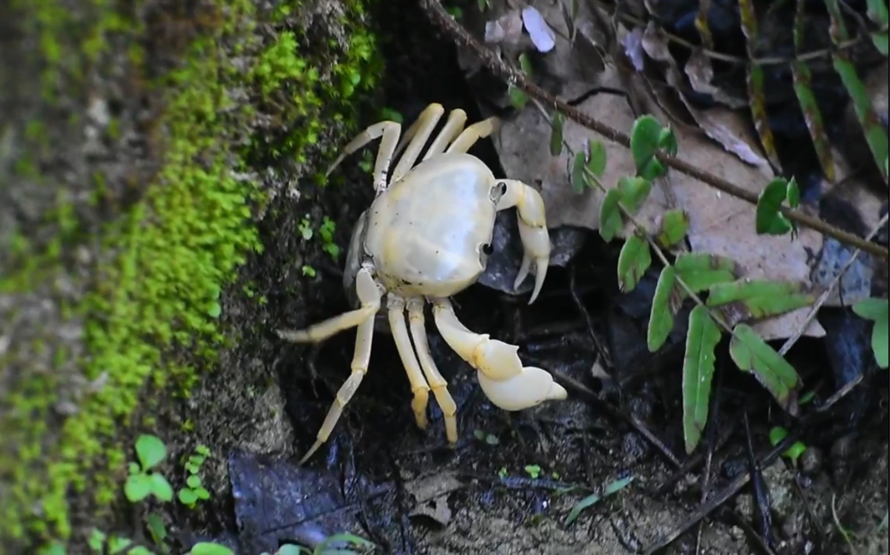 抱卵的黄灰泽蟹(拉丁学名:geothelphuse albogilva)