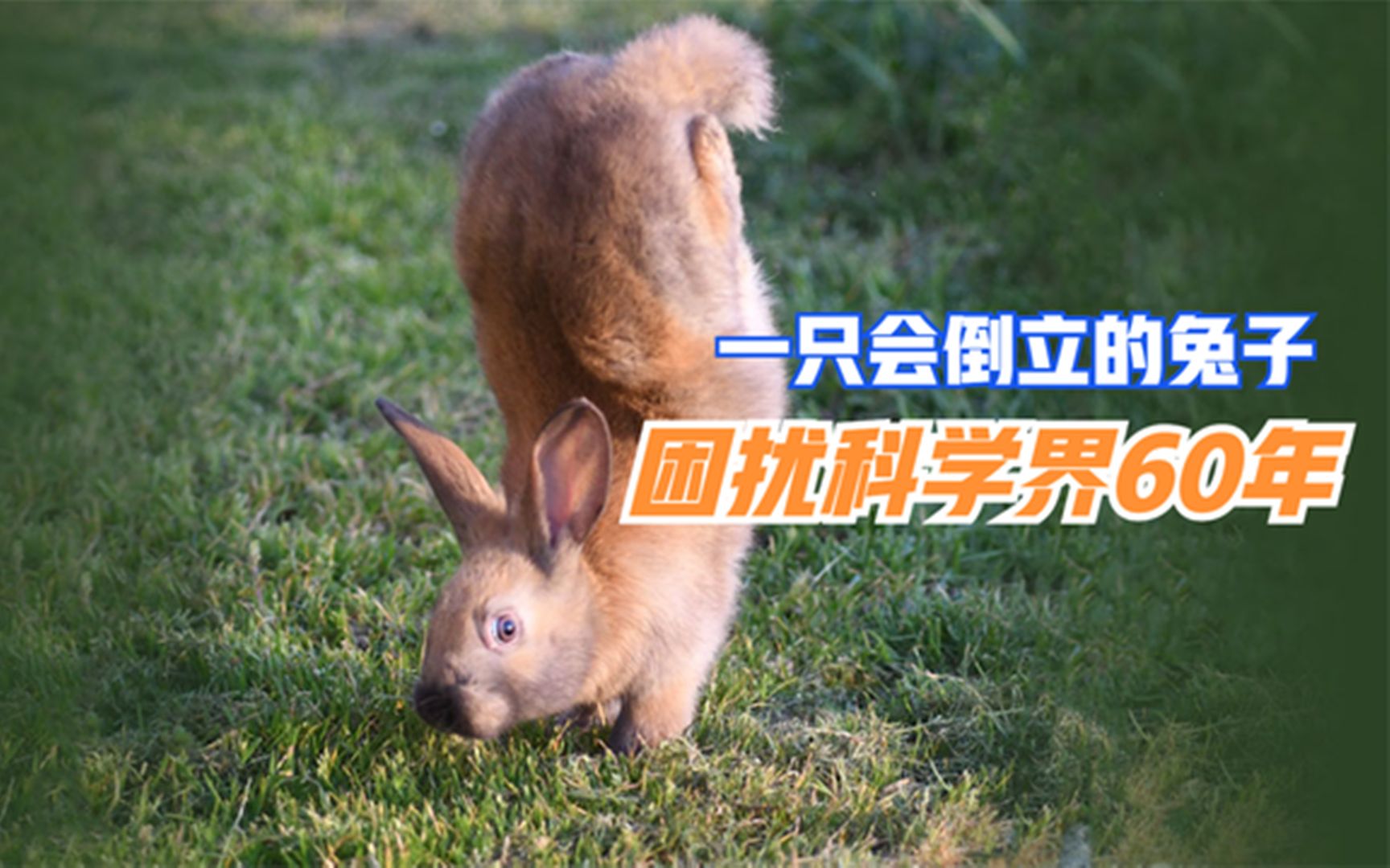 动物园一只兔子变异了图片