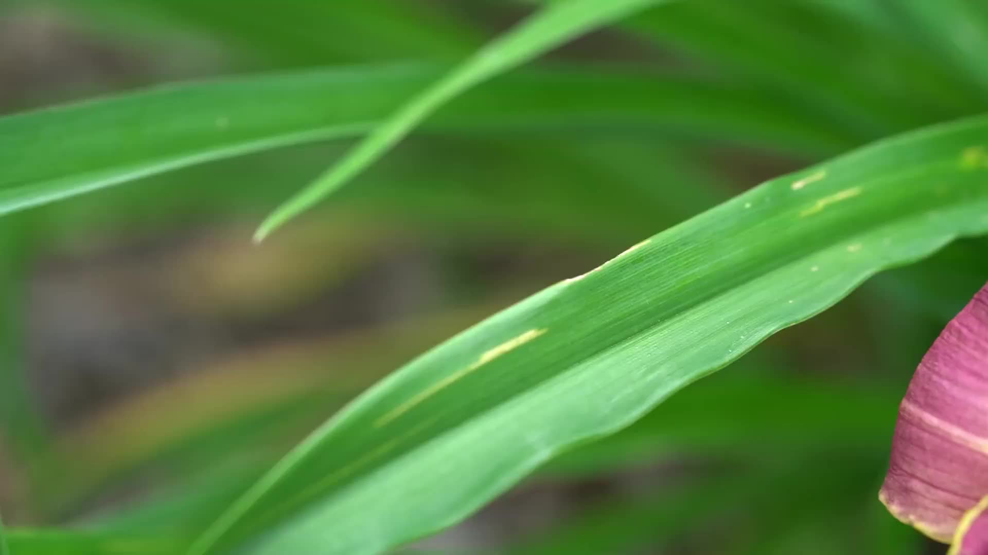 [图]经典老歌在线听连播《始终只爱你》