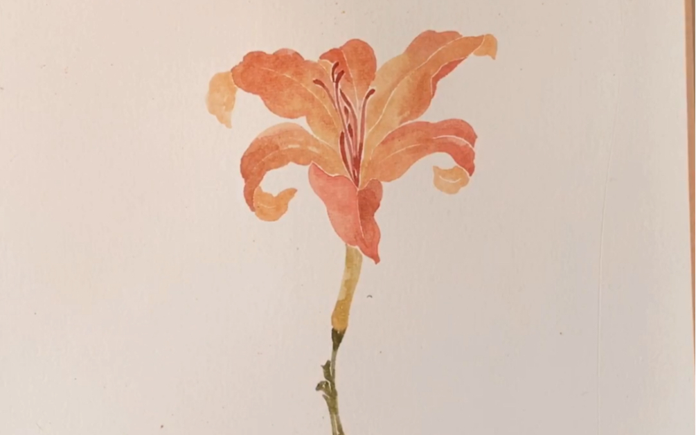 中国画萱草的没骨画法母亲之花代表父母的爱馈赠父母的礼物