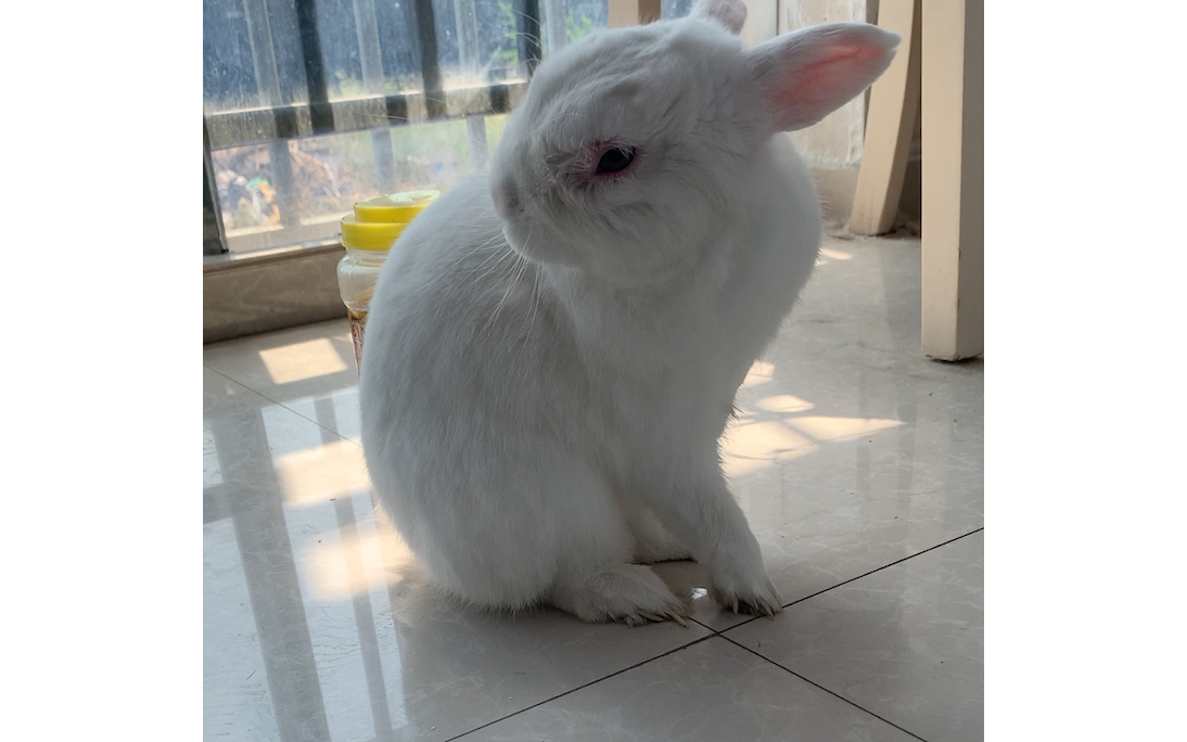 喜欢晒太阳的大肥兔肉肉的