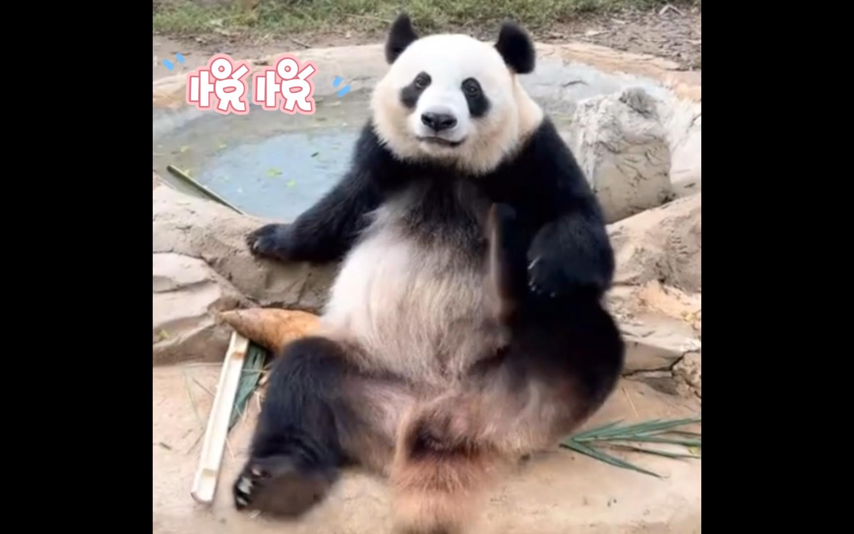 【大熊猫悦悦】悦悦在直播间花式挠痒,各种姿势都有,大文奶爸还很贴心