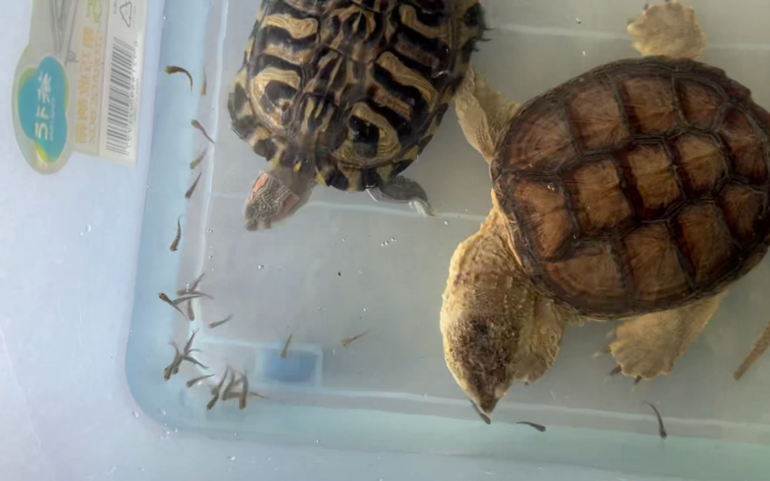 喂巴西龟"大"鳄龟吃鱼苗(论鳄龟的鼻子是怎么红的)