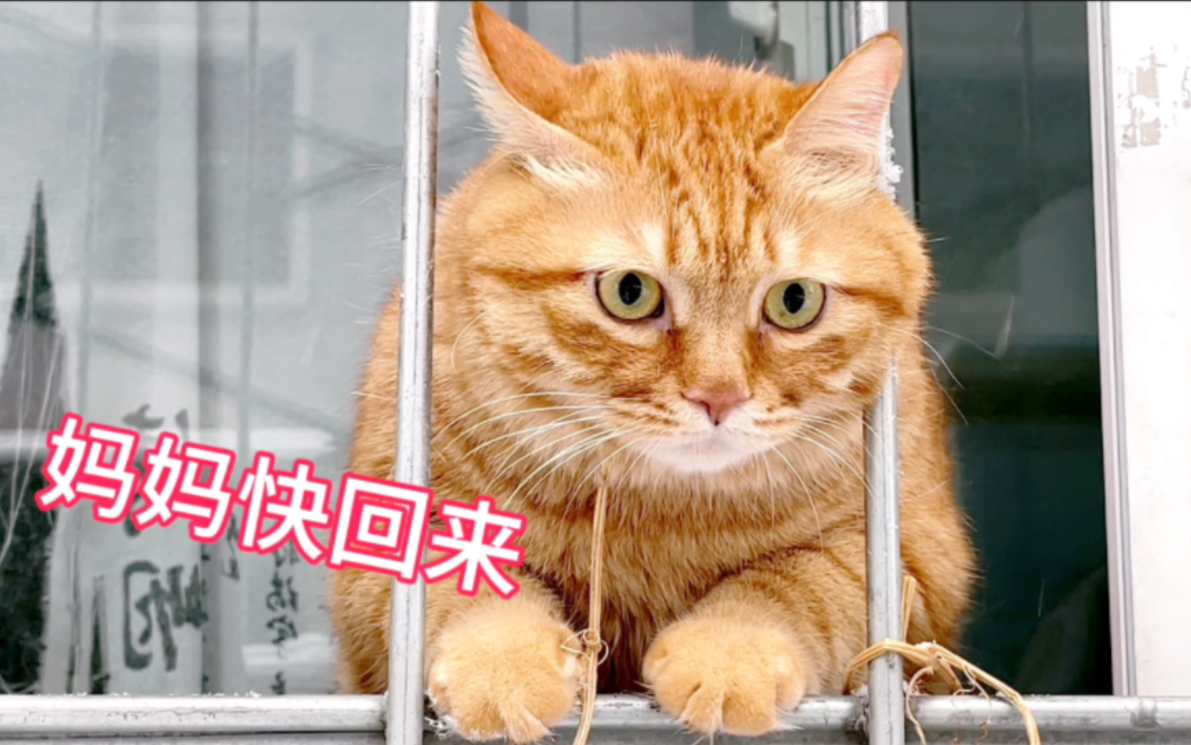 看雪下大了肥猫着急地趴在栏杆上喊妈妈快回家!