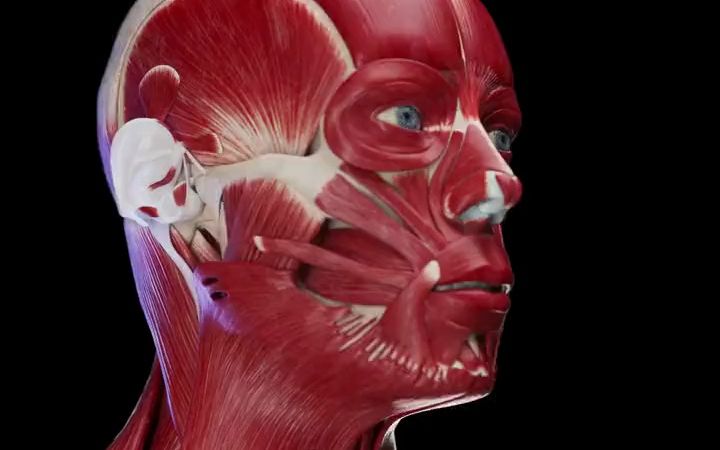 人体头面部肌肉