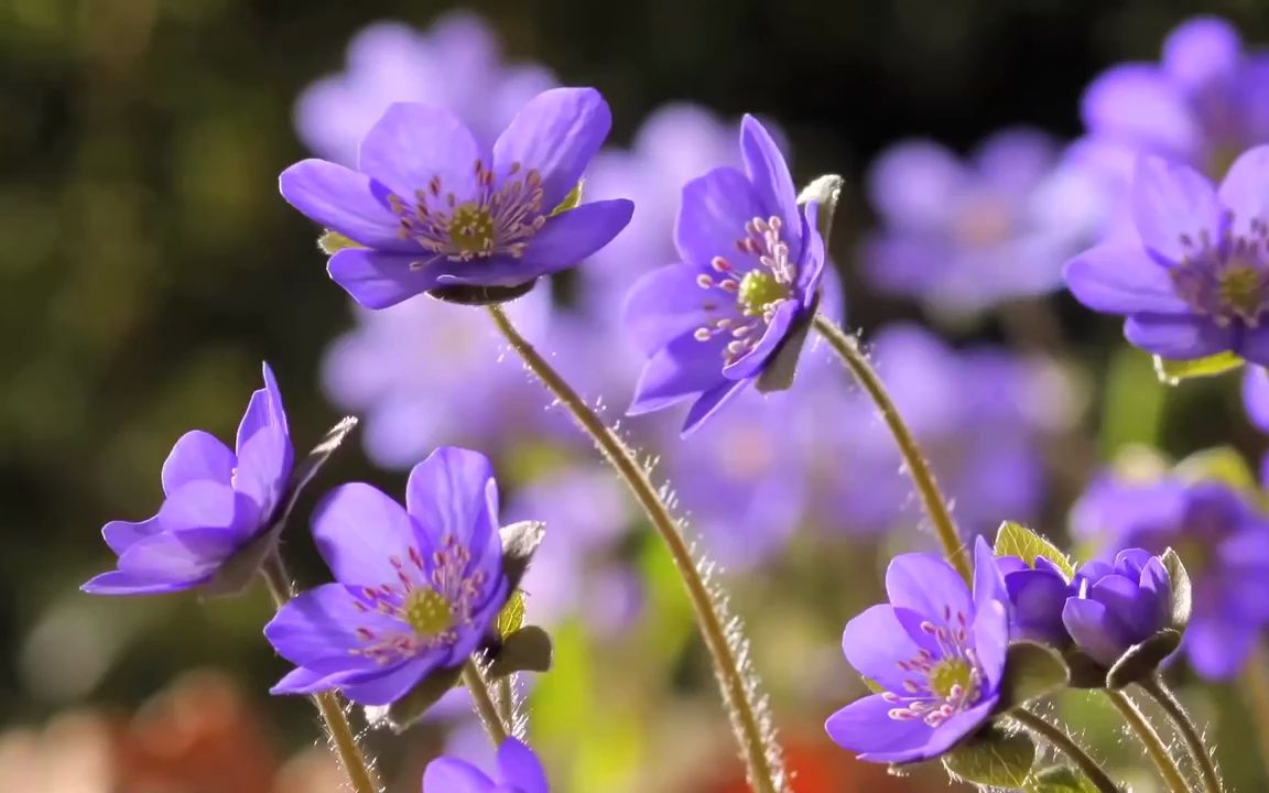 视频素材 ▏d915 唯美菊花玫瑰花月季花鲜花盛开花海花圃花卉绽放鲜花盛开春天来了生机勃勃大自然歌舞表演诗歌朗诵大屏幕舞台LED背景视频素材哔哩...