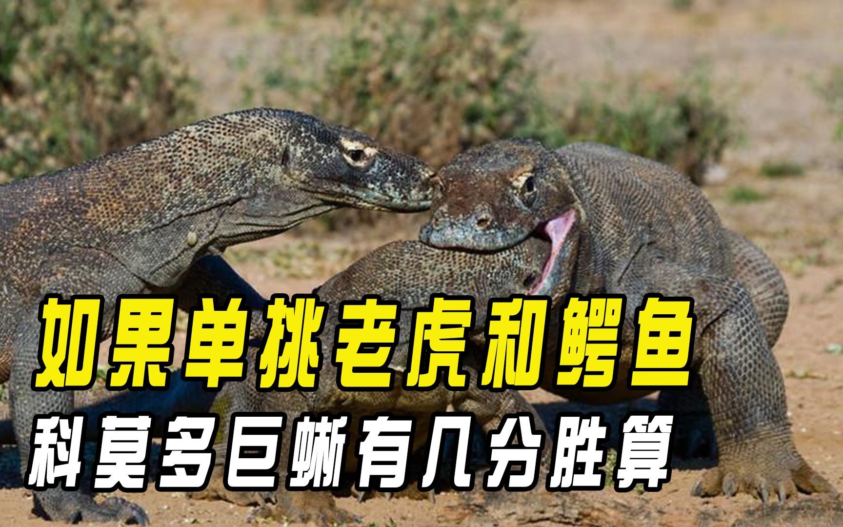 科莫多巨蜥凶猛无比,单挑老虎和鳄鱼,它能有几分胜算?