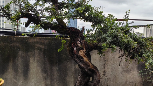 《誉福盆景》铁马鞭盆景