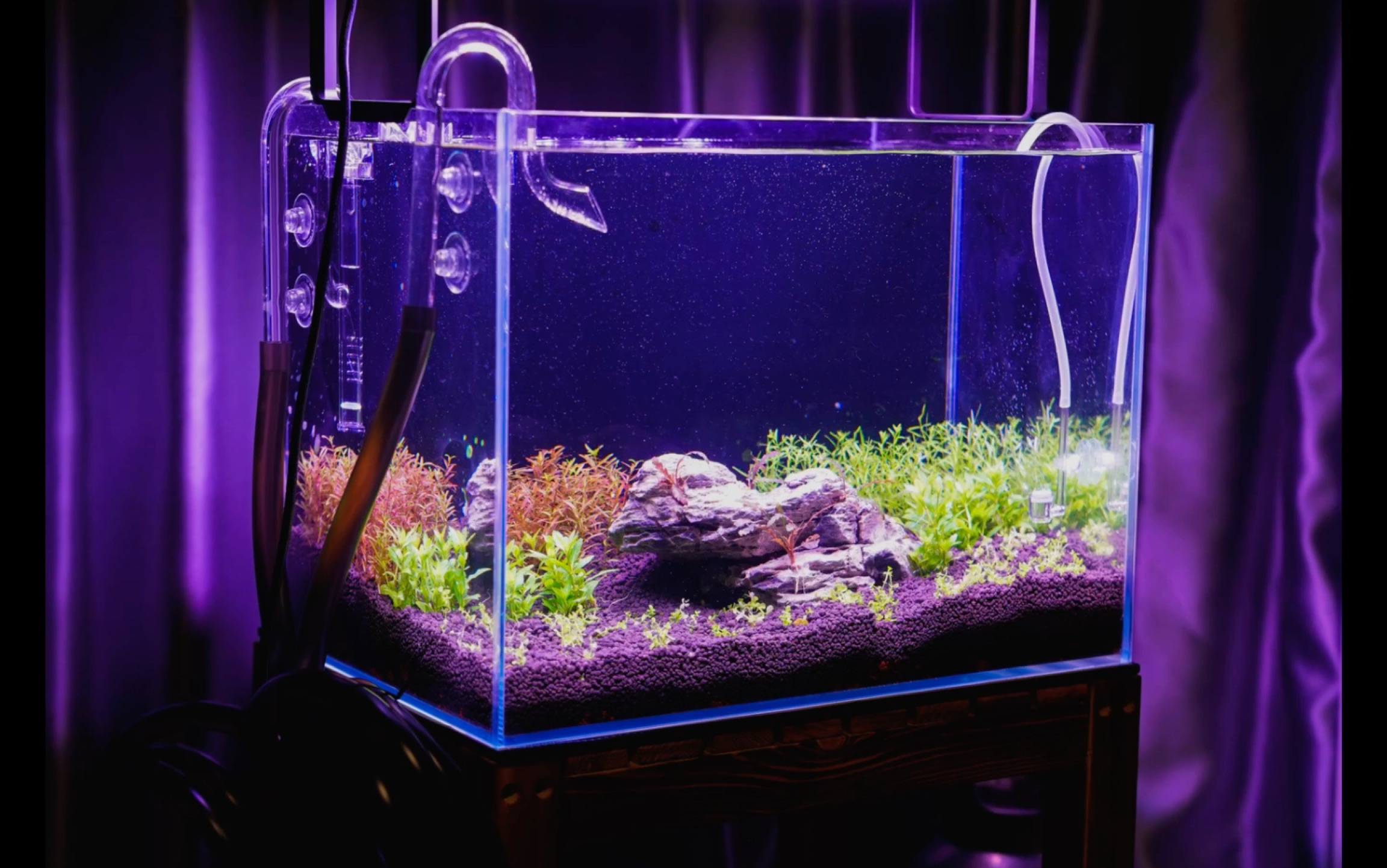 尼特里at5s荷兰景草缸开缸一周啦