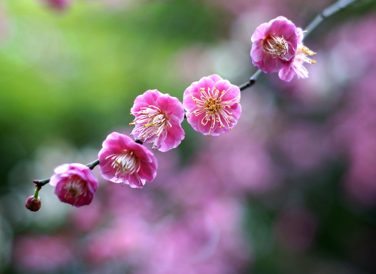 [图]新年新曲《我伴梅花报春来》