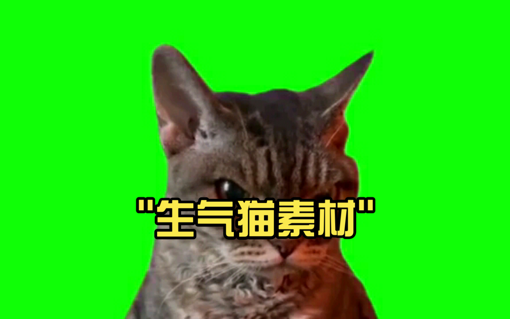 生气猫素材哔哩哔哩bilibili