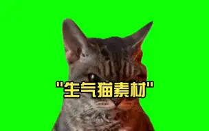 Download Video: 生气猫素材