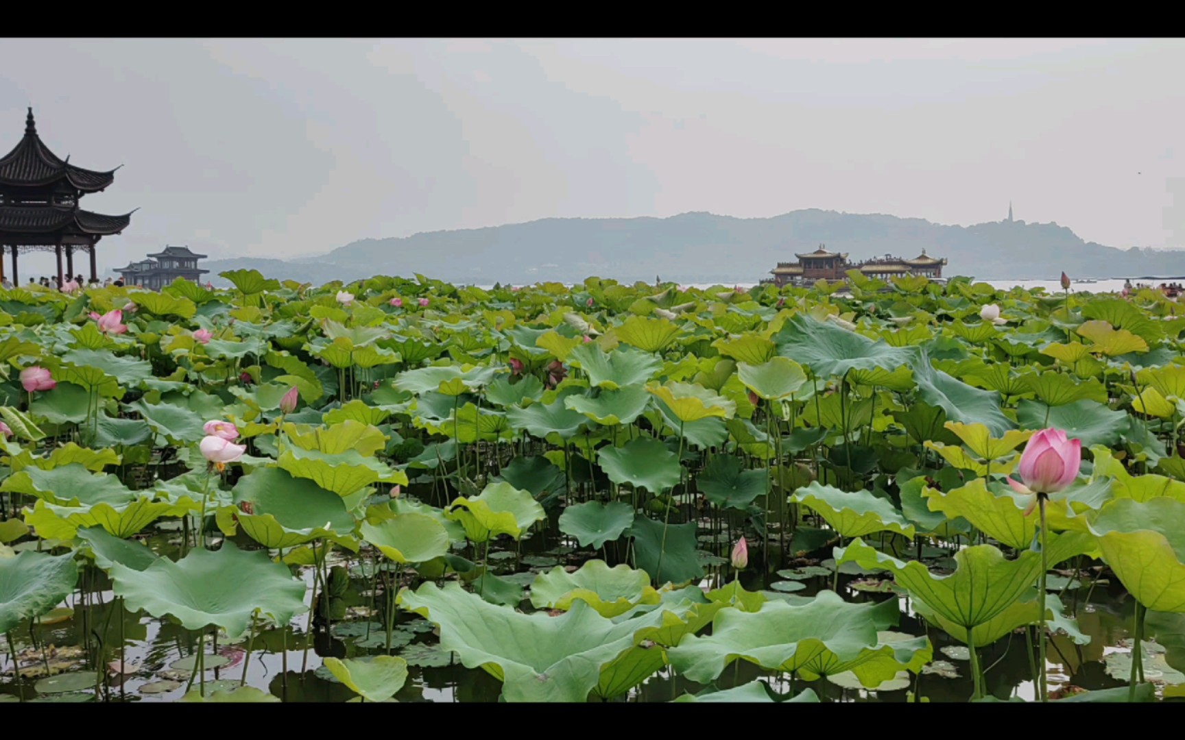 夏日最美风景是杭州,西湖集贤亭保俶塔断桥荷花