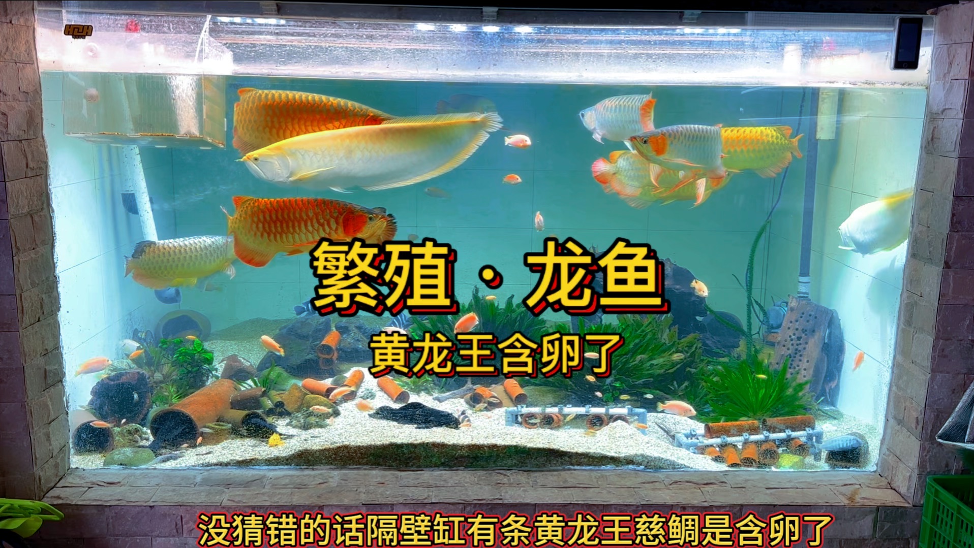 (自然生态 之 繁殖龙鱼)又一新品种在搞生产了