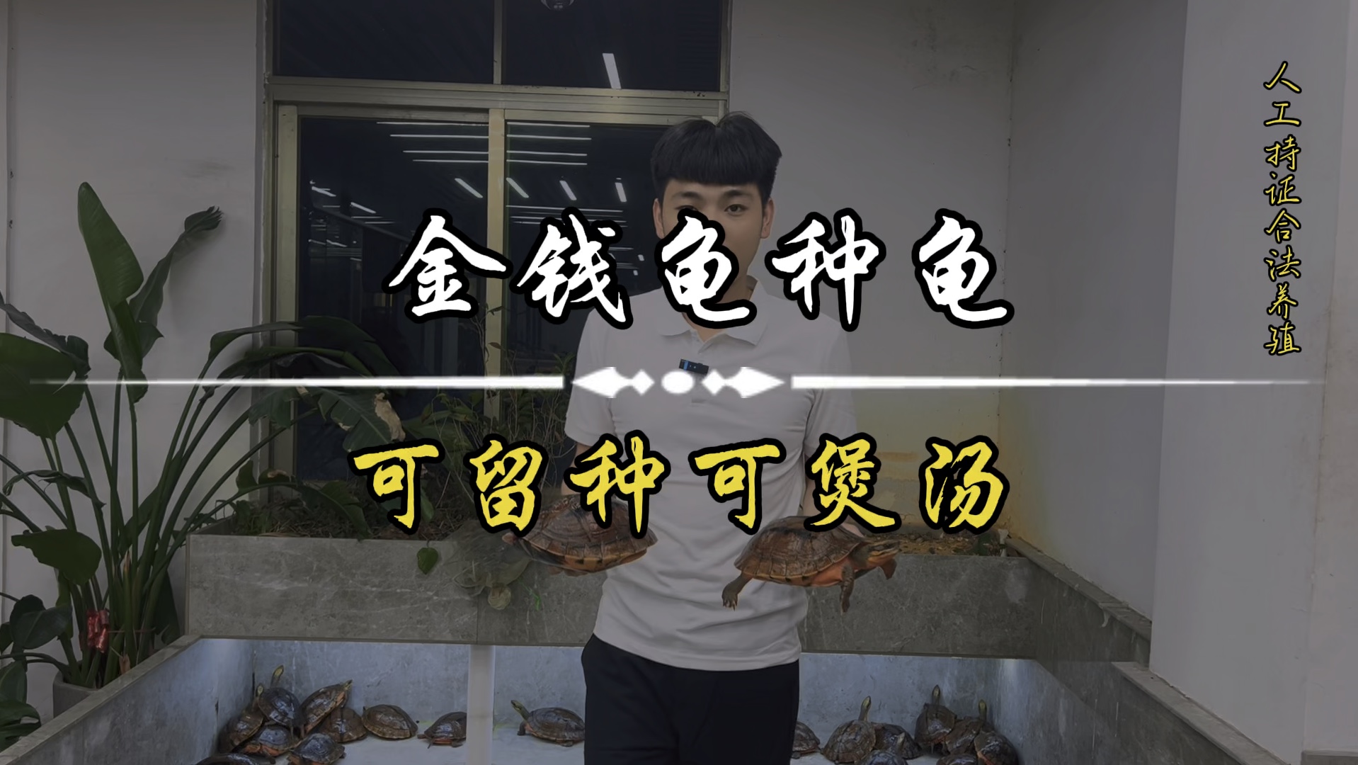 小瑕疵金钱龟种龟,够大只够平!#金钱龟