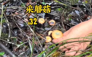 Download Video: 又是红枞菌扎堆出现！一个接一个，手都拿不下了